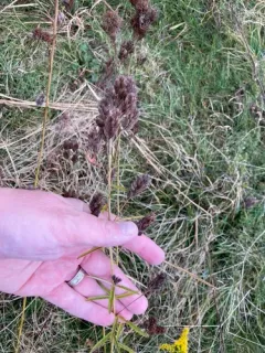 Narrow-leaved Bush Clover thumbnail 1