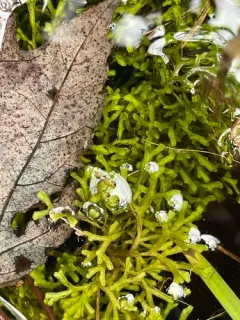 Pond Crystalwort thumbnail 4
