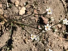 Crater Lake Sandwort thumbnail 2