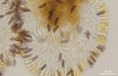 Saccobolus minimoides