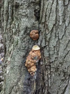 Perenniporia compacta thumbnail 3