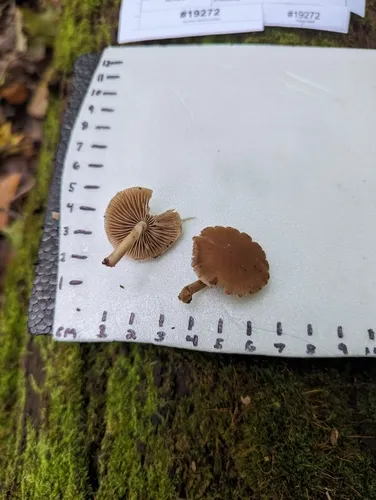 Psathyrella spintrigeroides
