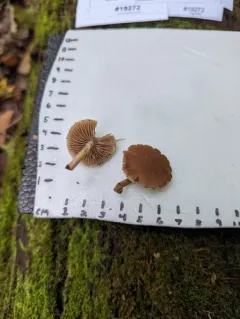 Psathyrella spintrigeroides thumbnail 1