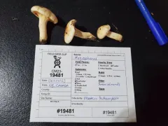 Hygrophorus secretanii thumbnail 2