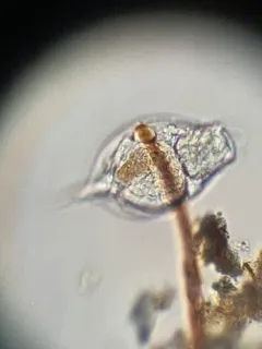 Lepadella acuminata thumbnail 3