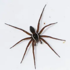 Six-spotted Fishing Spider thumbnail 1