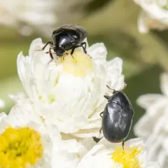 Dark Carpet Beetle thumbnail 3