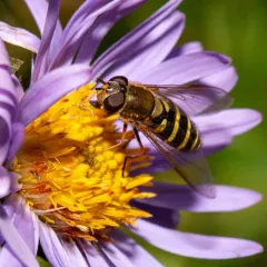 Hairy-eyed Flower Fly thumbnail 3