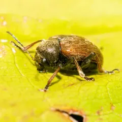 Western Grape Rootworm thumbnail 4