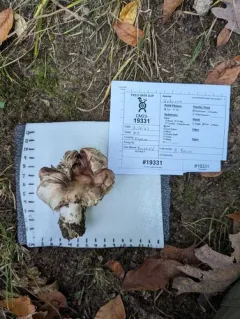 Tricholoma pullum thumbnail 3