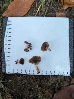 Cortinarius fuscoflexipes thumbnail 3