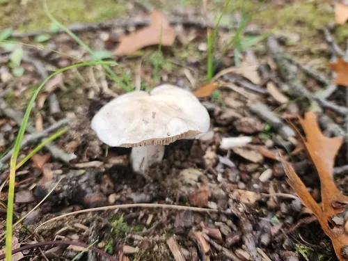 Tricholoma serratifolium