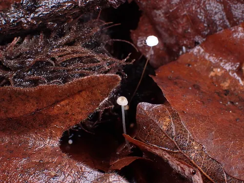 hairy stem parachute