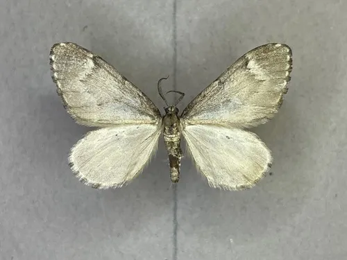 Stamnoctenis morrisata