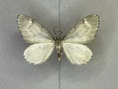 Stamnoctenis morrisata thumbnail 1