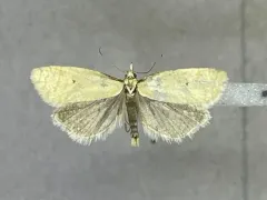 Phtheochroa fulviplicana thumbnail 4