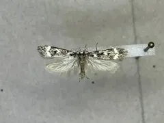 Spring Oak Leafroller Moth thumbnail 3