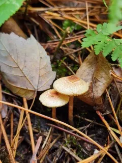 Lepiota castaneidisca thumbnail 4