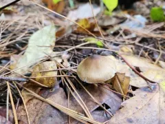 Inocybe griseovelata thumbnail 2