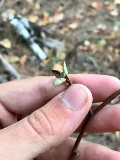 Trioza aylmeriae thumbnail 2
