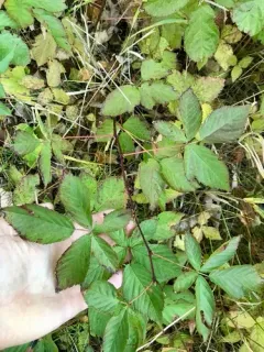 Lake Superior Blackberry thumbnail 2