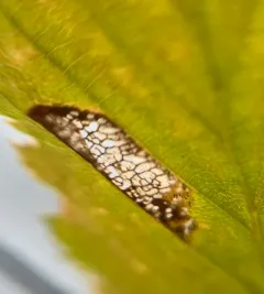 Phyllonorycter obscuricostella thumbnail 4