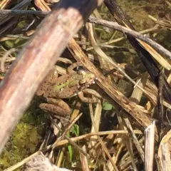 Blanchard's Cricket Frog thumbnail 4