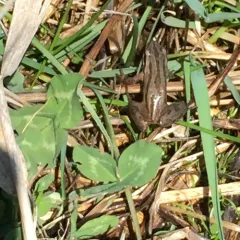 Boreal Chorus Frog thumbnail 3