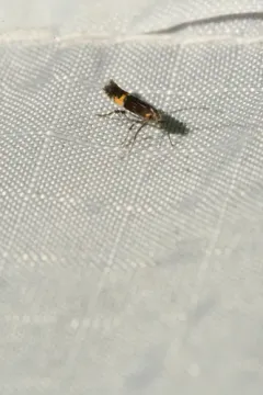 Cosmopterix montisella thumbnail 3