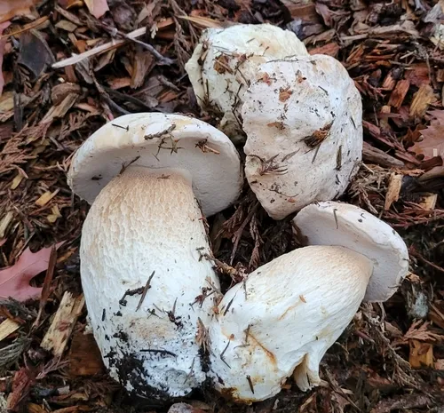 Barrow's Bolete