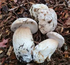 Barrow's Bolete thumbnail 1