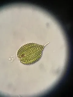 Phacus monilatus thumbnail 3