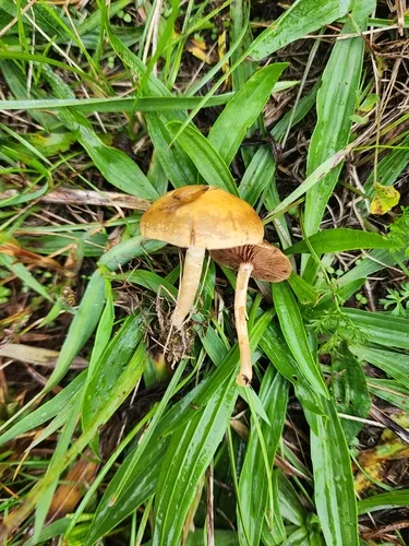 Agrocybe vervacti