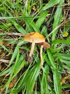 Agrocybe vervacti thumbnail 1