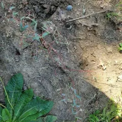 nodding spurge thumbnail 4