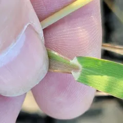 Smooth Witchgrass thumbnail 3