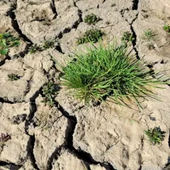 Annual Meadow-grass thumbnail 2