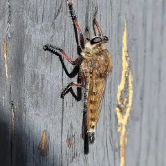 Maroon-legged Lion Fly thumbnail 3