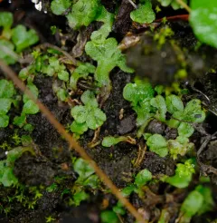Thin Starwort thumbnail 2