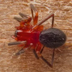 Walckenaeria auranticeps thumbnail 2