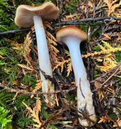 blue-girdled webcap thumbnail 2