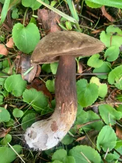 Oregon Dusky Bolete thumbnail 1