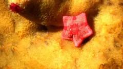 Arctic Cookie Star thumbnail 1