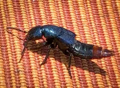 Platydracus rutilicauda thumbnail 3