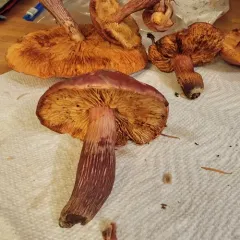 Yellow-gilled Gymnopilus thumbnail 3