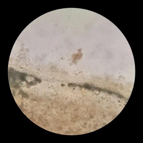 Crepidotus wasseri