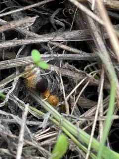 Sphaeropthalma marpesia thumbnail 4