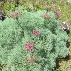 Columbia Desert Parsley thumbnail 4