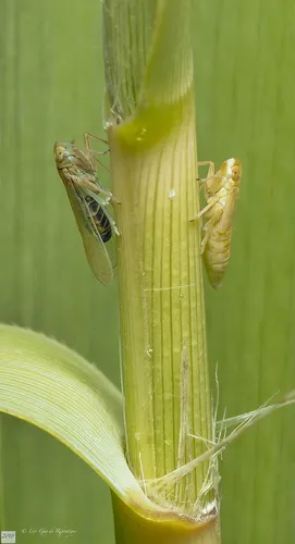 Chloriona sicula