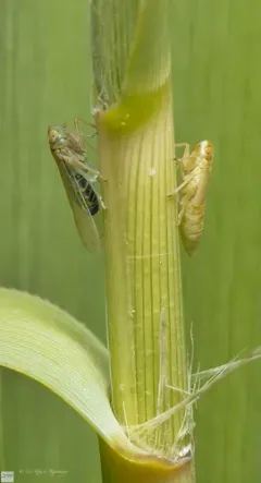 Chloriona sicula thumbnail 1